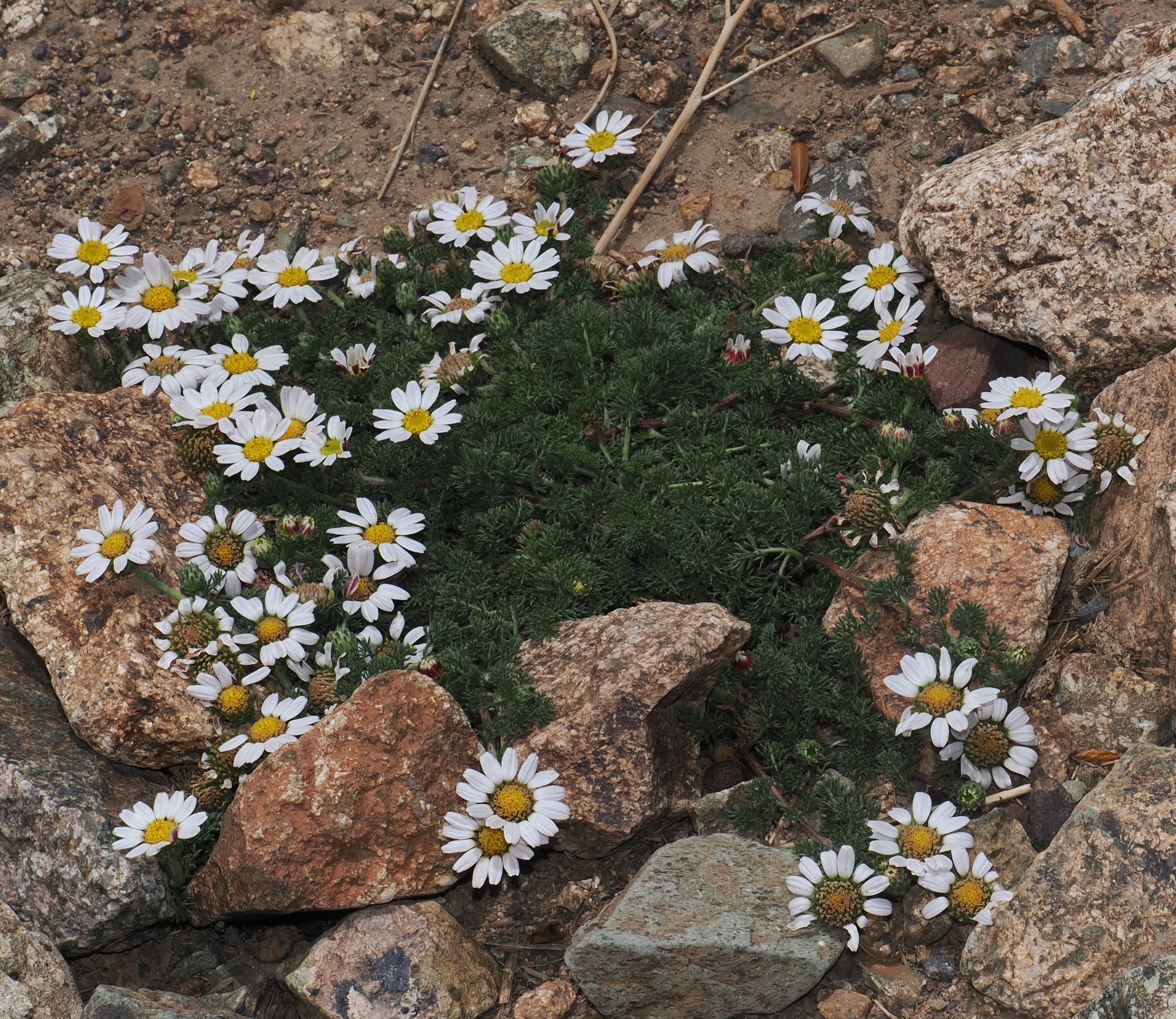 Mt. Atlas Daisy (Anacyclus pyrethrum)