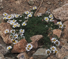 Anacyclus pyrethrum, photograph (c) desertnaturalist, some rights reserved (CC BY)