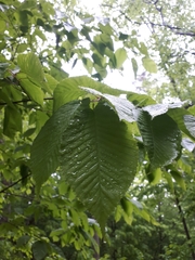 Carpinus cordata