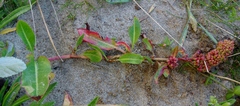 Rumex crassus