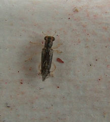 Phyllobaenus verticalis