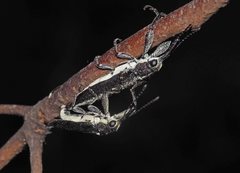 Belidae