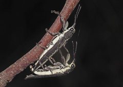 Belidae