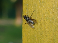Eustalomyia hilaris