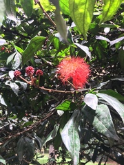 Calliandra trinervia
