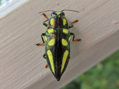 Metataenia aurofoveata