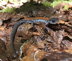 Plethodon yonahlossee