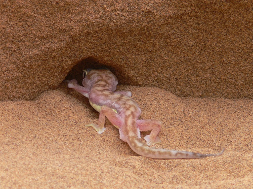 Namib Web-footed Gecko