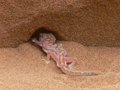 Pachydactylus rangei