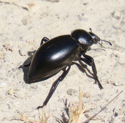 Stenomorpha captiosa