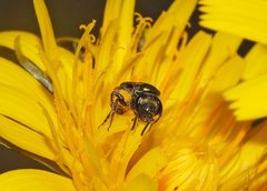 Lasioglossum sphecodoides