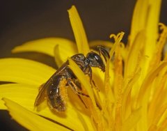 Lasioglossum sphecodoides