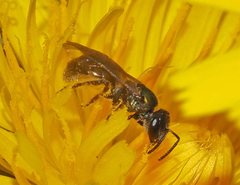 Lasioglossum sphecodoides