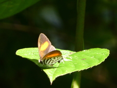 Drupadia ravindra