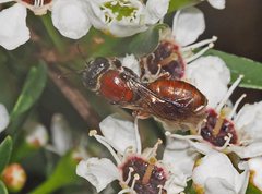 Euryglossa ephippiata
