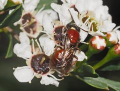 Euryglossa ephippiata
