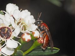 Euryglossa ephippiata
