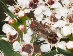 Euryglossa ephippiata