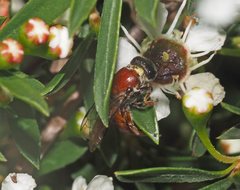 Euryglossa ephippiata