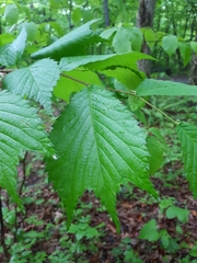 Ulmus laciniata