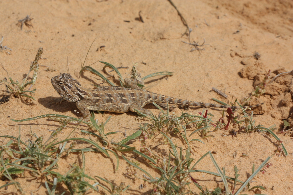 Savigny's Agama