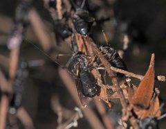 Euryglossa ephippiata
