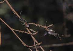 Euryglossa ephippiata