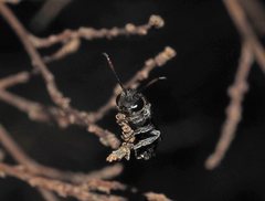 Euryglossa ephippiata