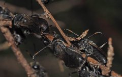Euryglossa ephippiata