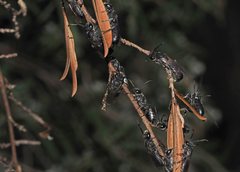 Euryglossa ephippiata