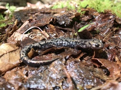 Plethodon welleri