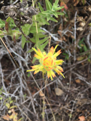 Castilleja affinis affinis
