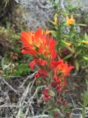 Castilleja affinis affinis