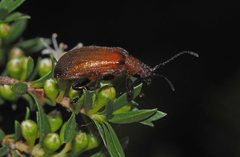 Ecnolagria rufescens