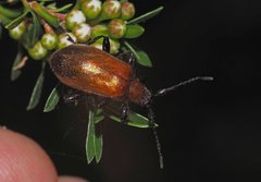 Ecnolagria rufescens