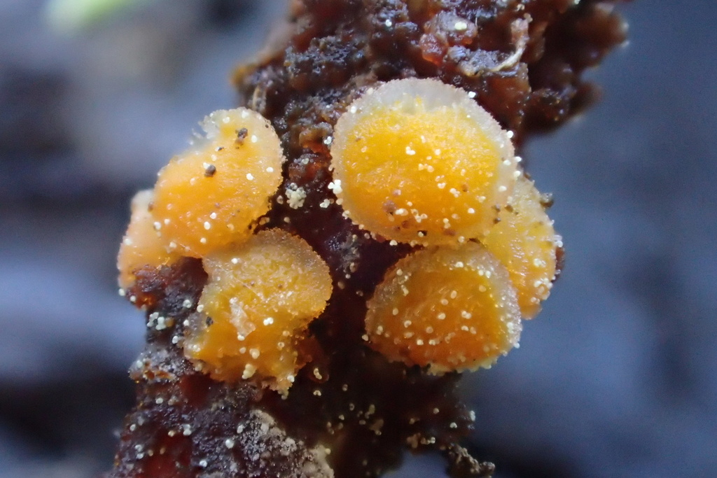 Ramsbottomia sp. 'CA01'