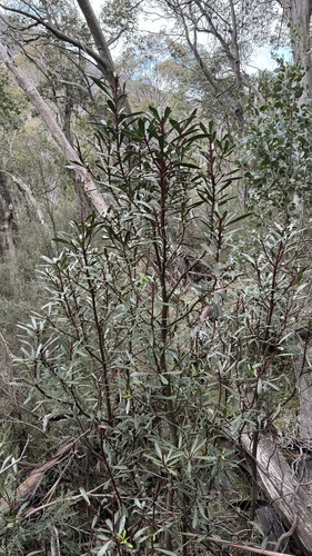 Tasmannia xerophila (Tasmannia xerophila)