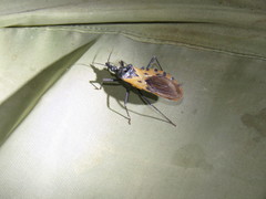 Triatoma dimidiata