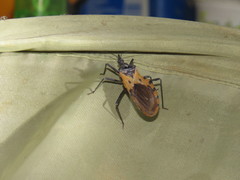 Triatoma dimidiata