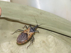 Triatoma dimidiata