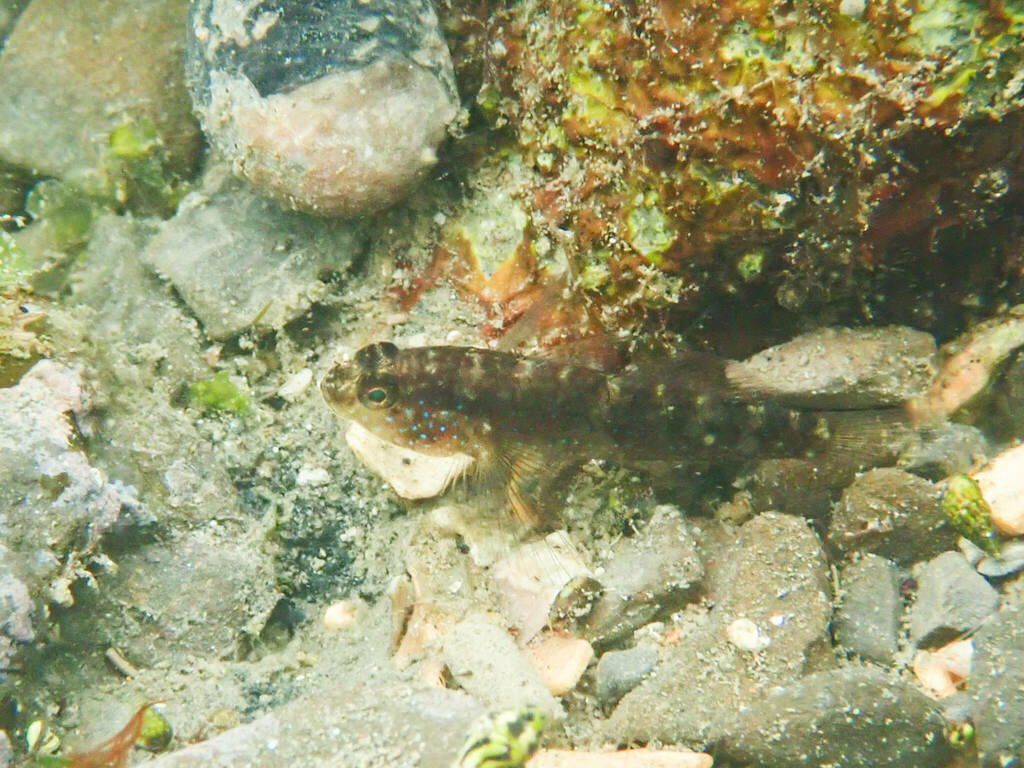Bluespotted Goby