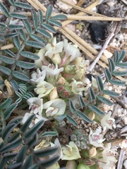 Astragalus circumdatus