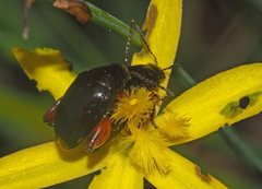 Arsipoda holomelaena