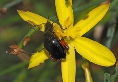 Arsipoda holomelaena