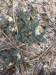 Astragalus circumdatus