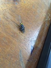 Cyphomyia wiedemanni