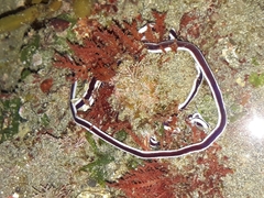 Baseodiscus hemprichii