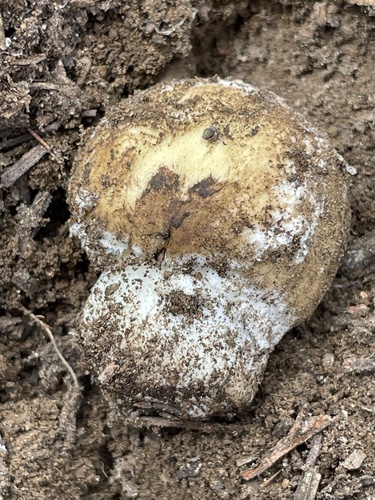 iNaturalist observation photo of Sunshine Amanita