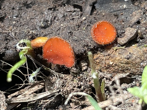 iNaturalist observation photo of Eyelash cups
