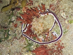 Baseodiscus hemprichii